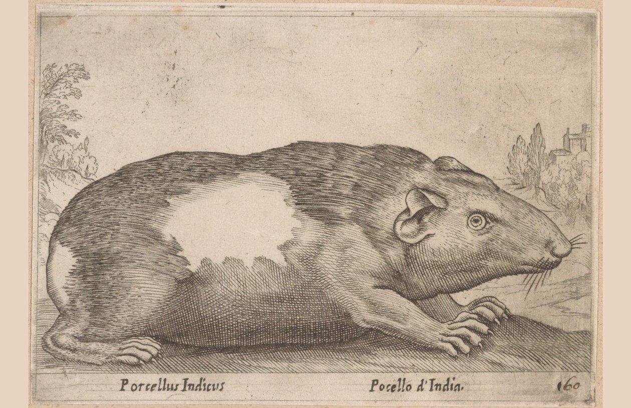 Cochon d