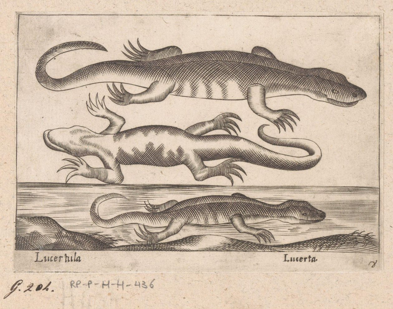 Trois lézards - Antonio Tempesta