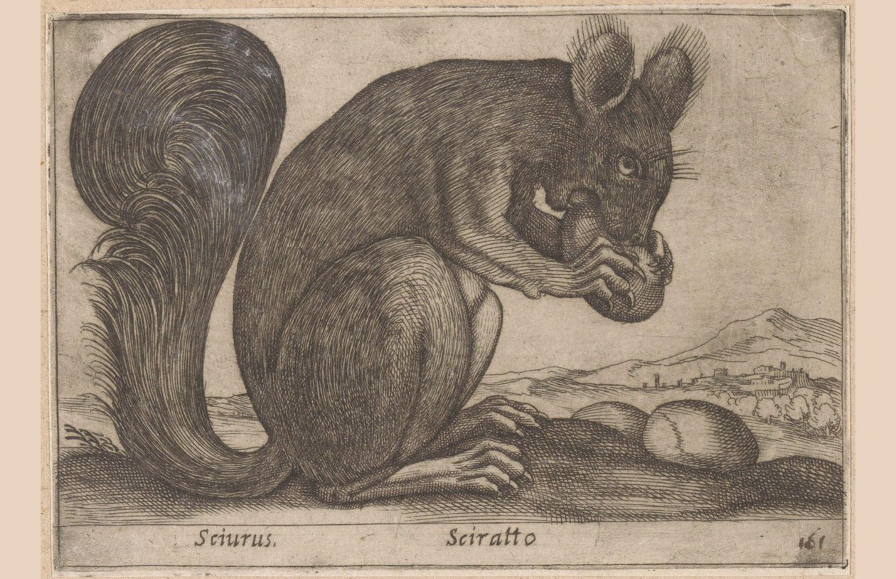 Écureuil - Antonio Tempesta