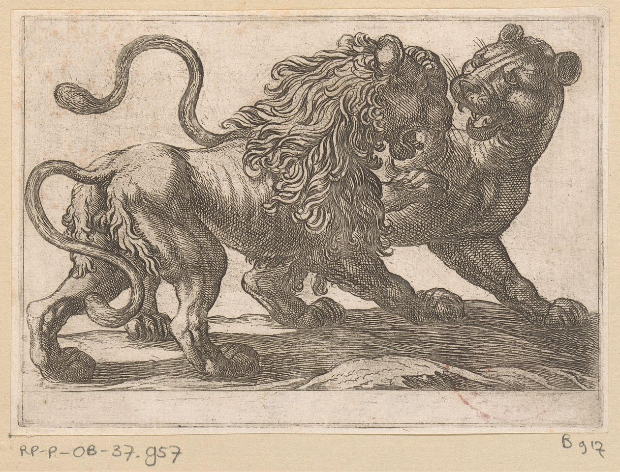 Un lion combattant une lionne (série Vechtende dieren) - Antonio Tempesta