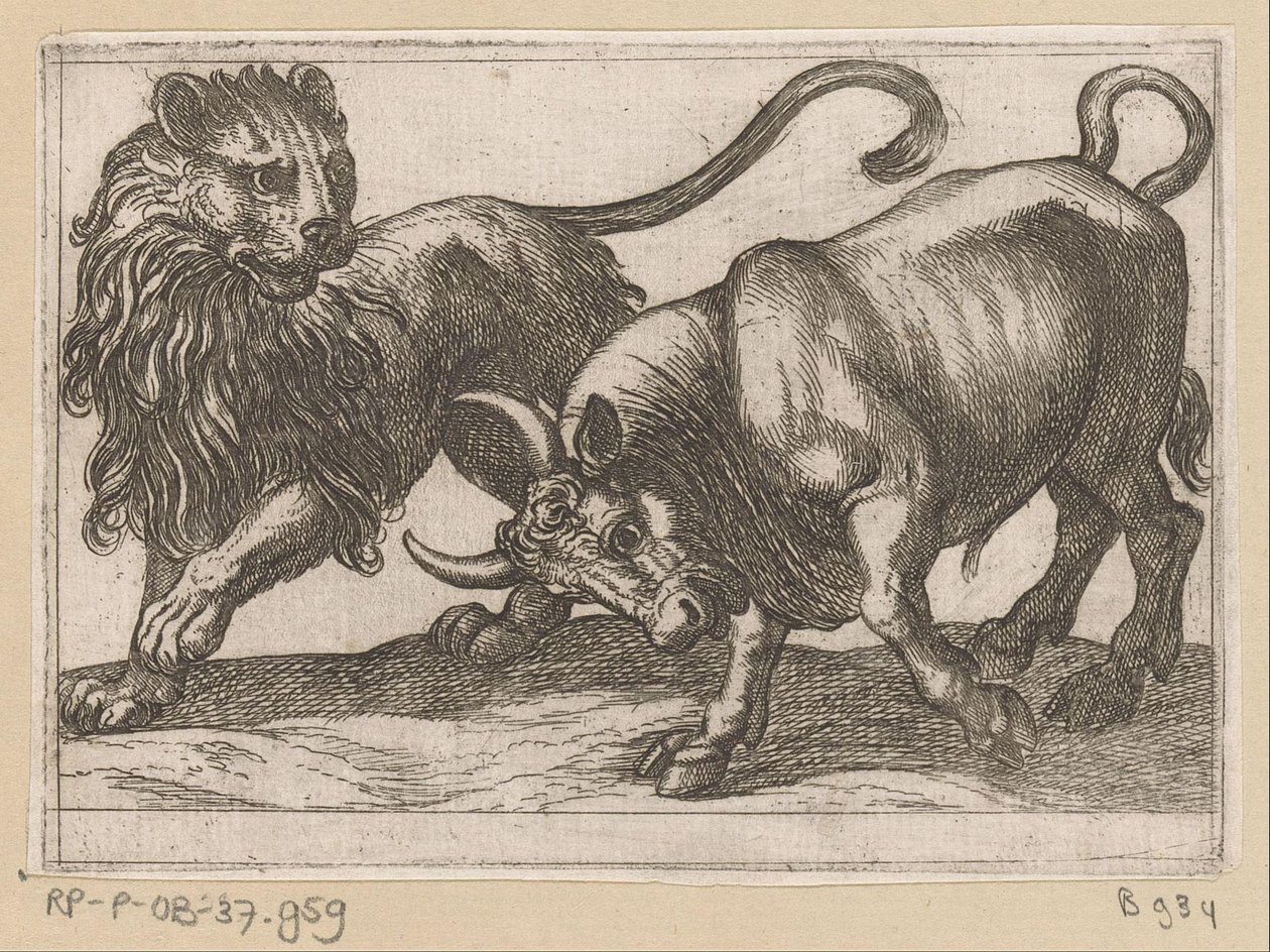 Un taureau attaquant un lion - Antonio Tempesta