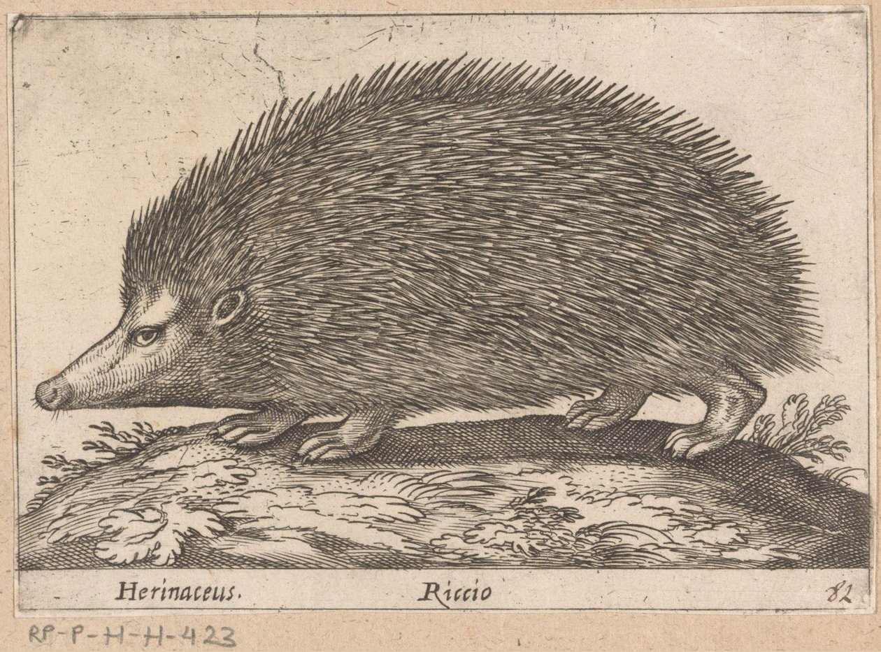 Hérisson - Antonio Tempesta