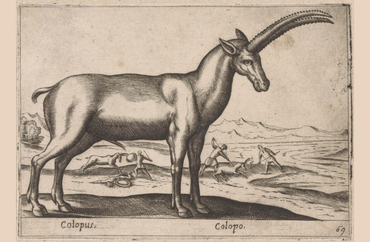 Geitachtige - Antonio Tempesta
