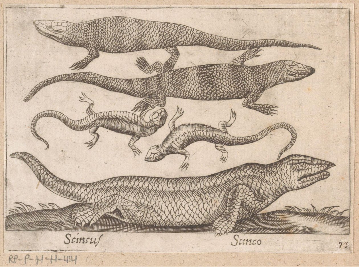 Lézards - Antonio Tempesta