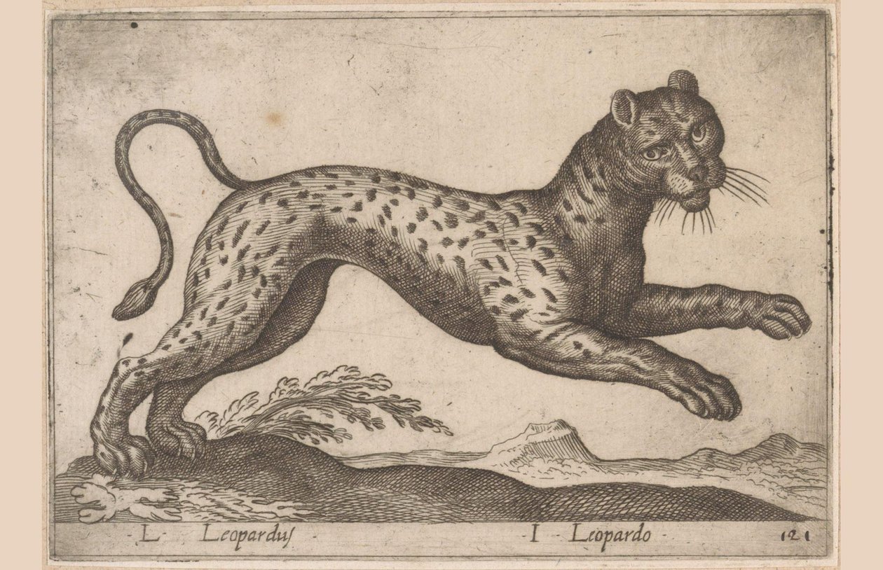 Luipaard / Leopardus / Leopardo (titre sur l