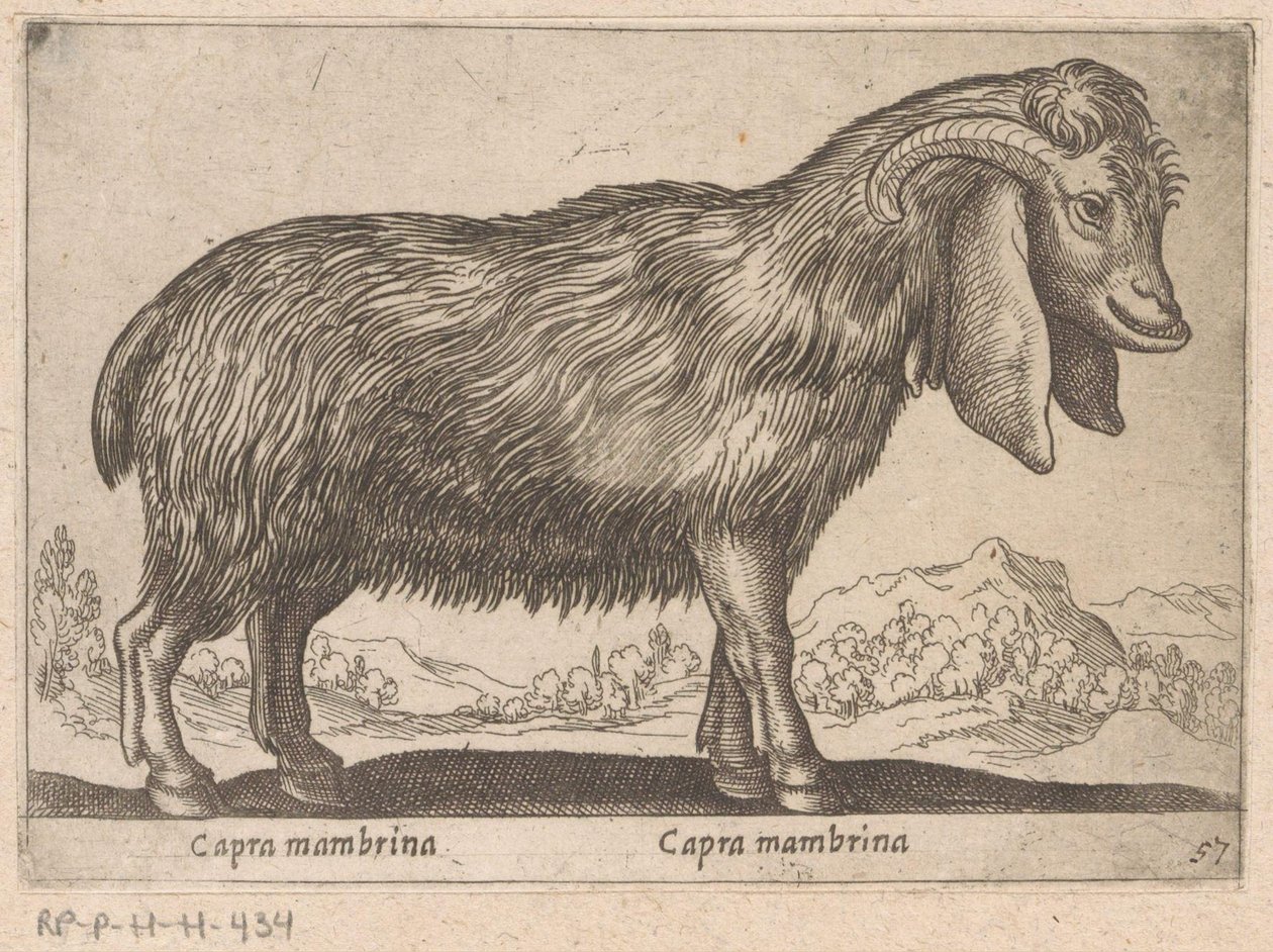 Chèvre Mambrina - Antonio Tempesta