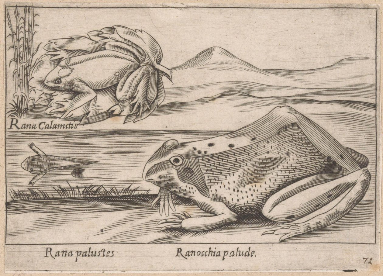 Grenouilles des marais - Antonio Tempesta