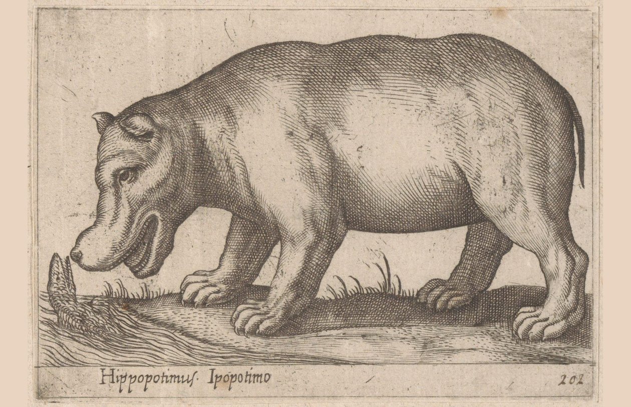 Hippopotame (série Dieren en fabelwezens, Nova raccolta de li animali piu curiosi del mondo) - Antonio Tempesta