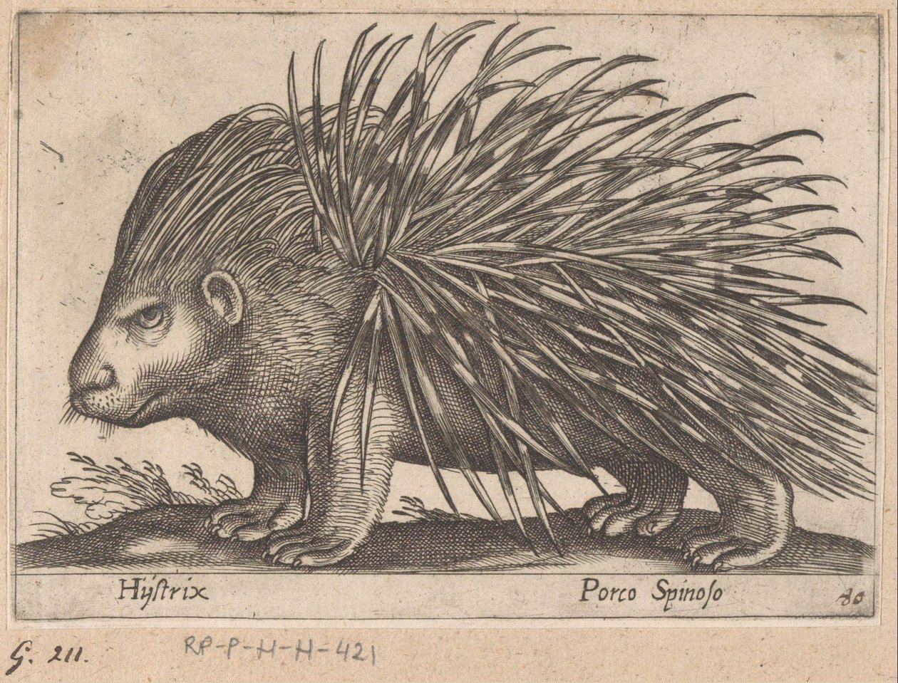 Porc-épic - Antonio Tempesta