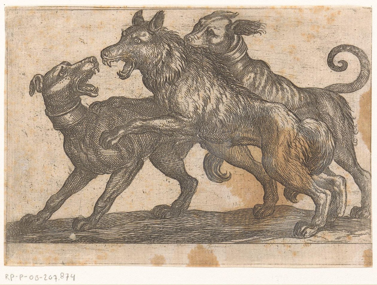 Deux chiens en combat avec un loup (série d