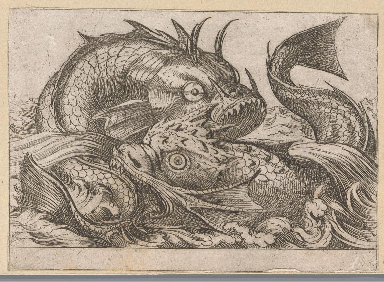 Deux poissons combattants
Animaux combattants (titre de la série) - Antonio Tempesta