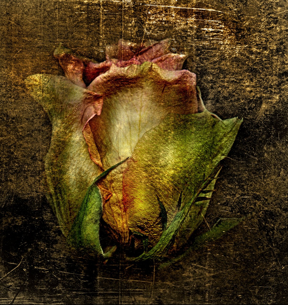 Artfloral -55 - Antonius Antonius