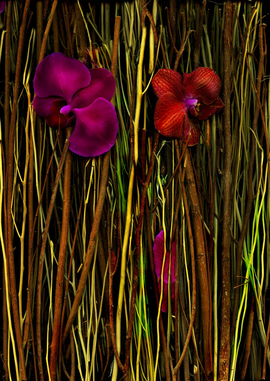 Blossoms no.2, 2014 (photo) - Antonius Antonius