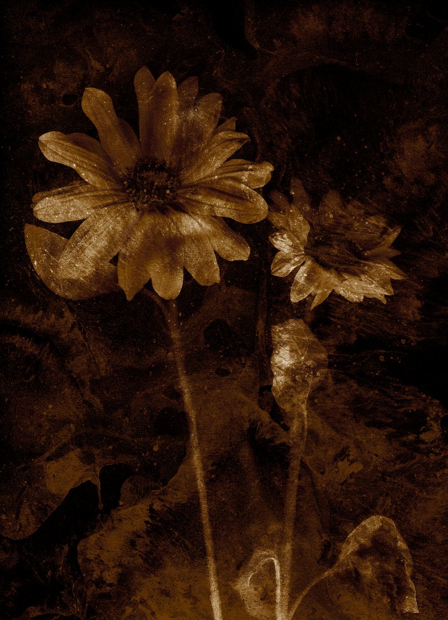 Fleur - Antonius Antonius