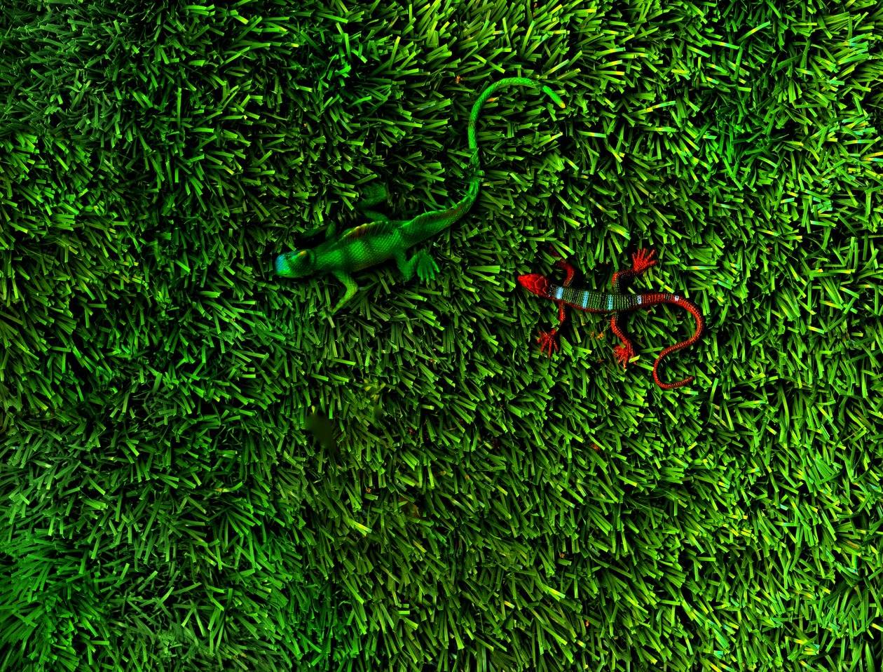 Grass-4;, 2014 (photo) - Antonius Antonius