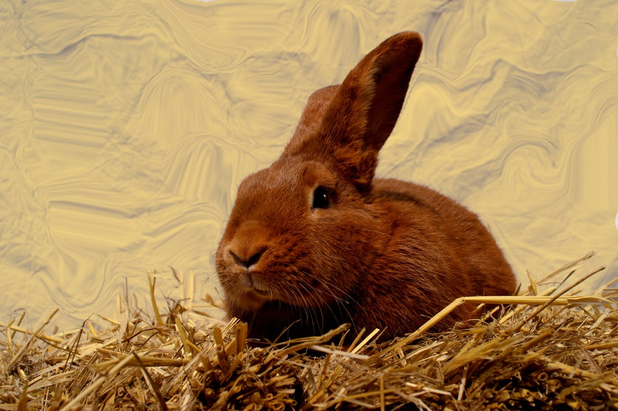 Lapin - Antonius Antonius