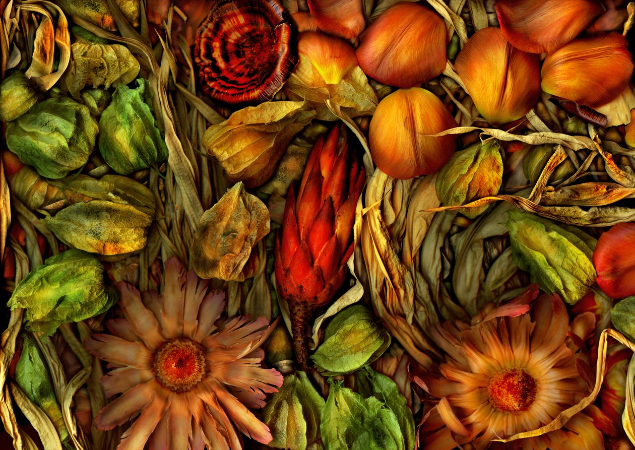 Jardin magique-jungle 3, 2013 (photo) - Antonius Antonius