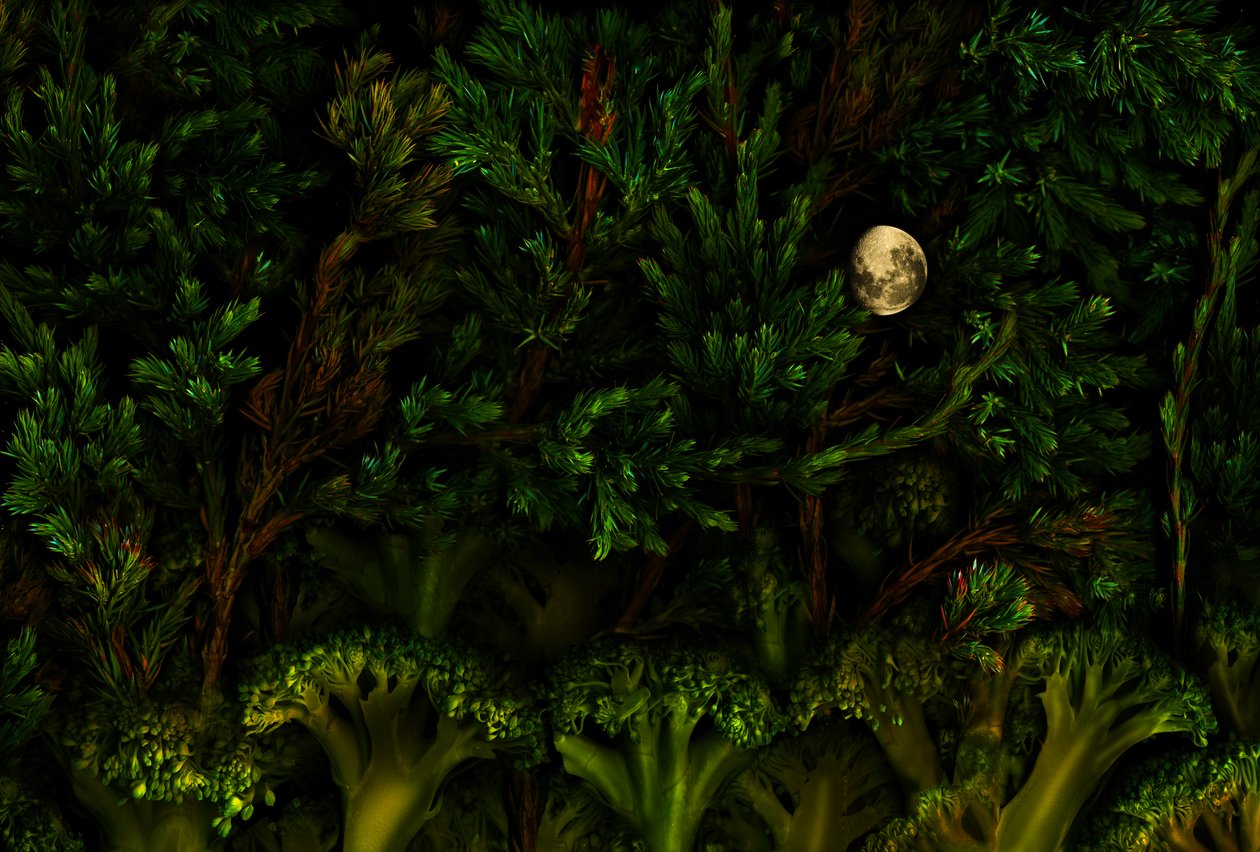 Bois du jardin magique, 2011 (photo) - Antonius Antonius