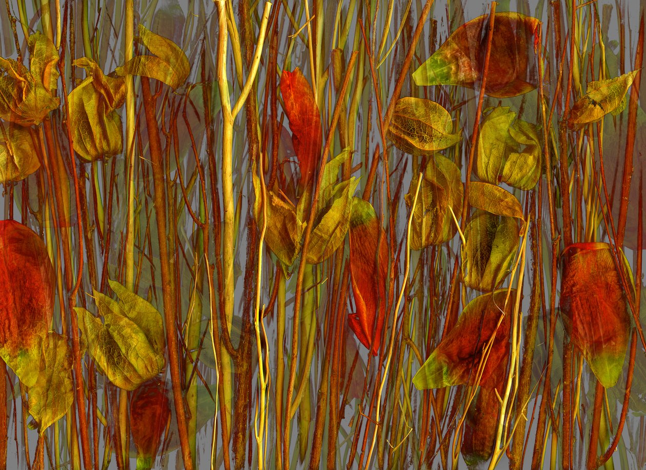 Le bois secret, 2014 (photo) - Antonius Antonius