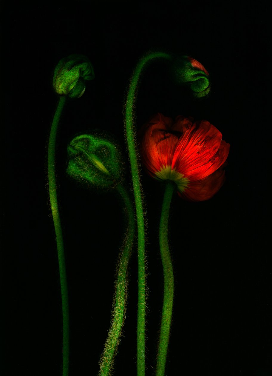 earthArt -poppy, 2008 (photo) - Antonius Antonius