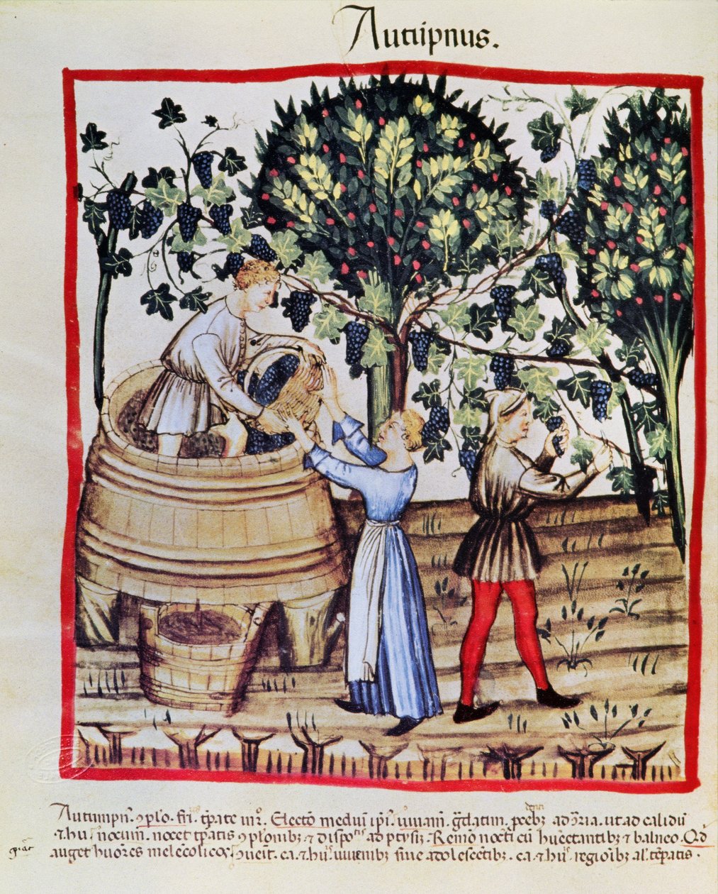 La Récolte du Raisin de Tacuinum Sanitatis - Arabic School