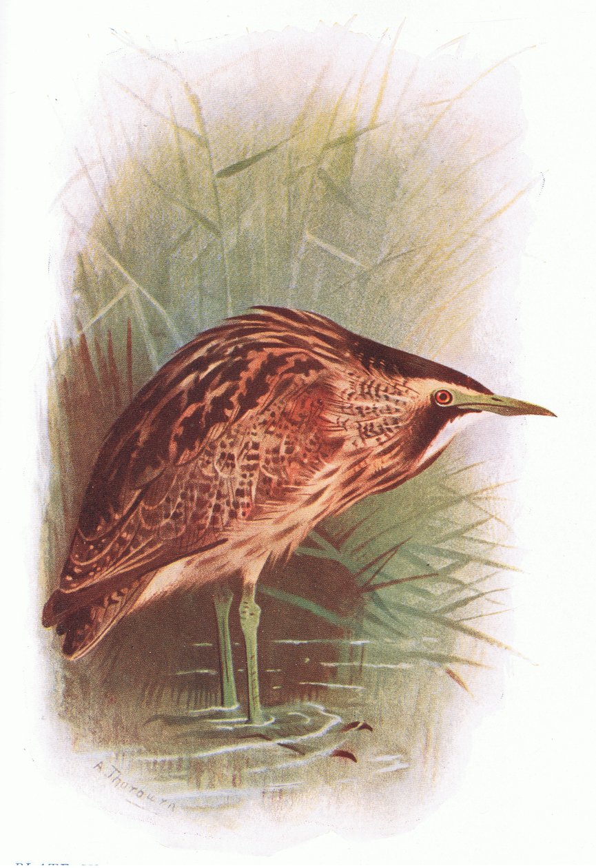 Butor, de Oiseaux britanniques publié par Longmans, 1932 - Archibald Thorburn
