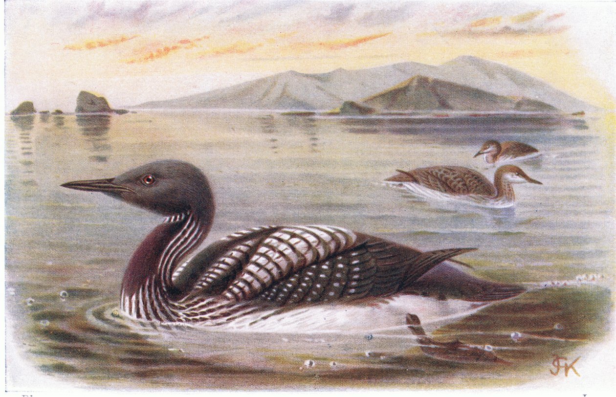 Plongeon à gorge noire - Archibald Thorburn