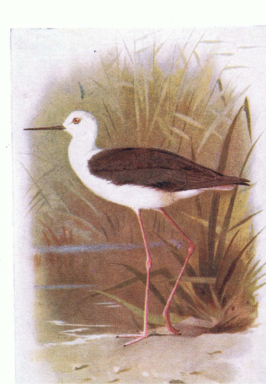 Échasse blanche, tiré de Birds of the British Isles and Their Eggs publié par Frederick Warne & Co Ltd, 1958 - Archibald Thorburn