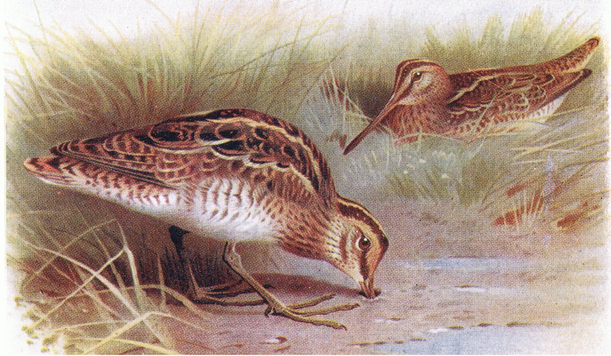 Bécassine des marais, tiré de Birds of the British Isles and Their Eggs publié par Frederick Warne & Co Ltd, 1958 - Archibald Thorburn