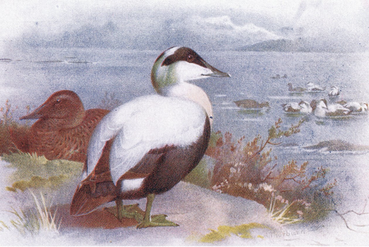 Eider - Archibald Thorburn