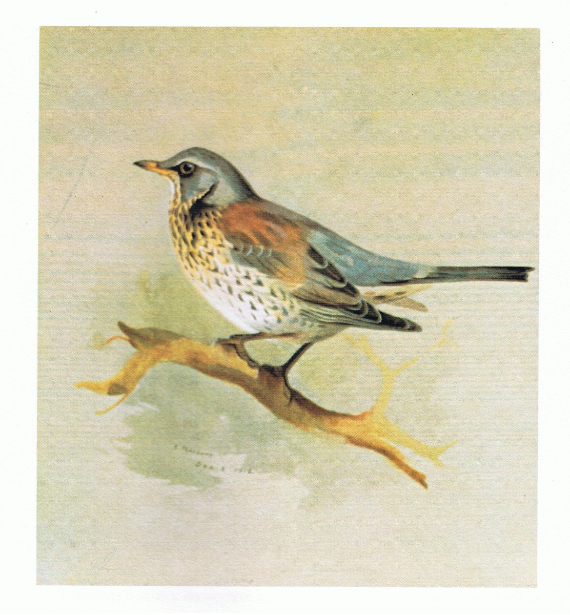 Grive litorne, publié par Book Club Associates, 1972 - Archibald Thorburn