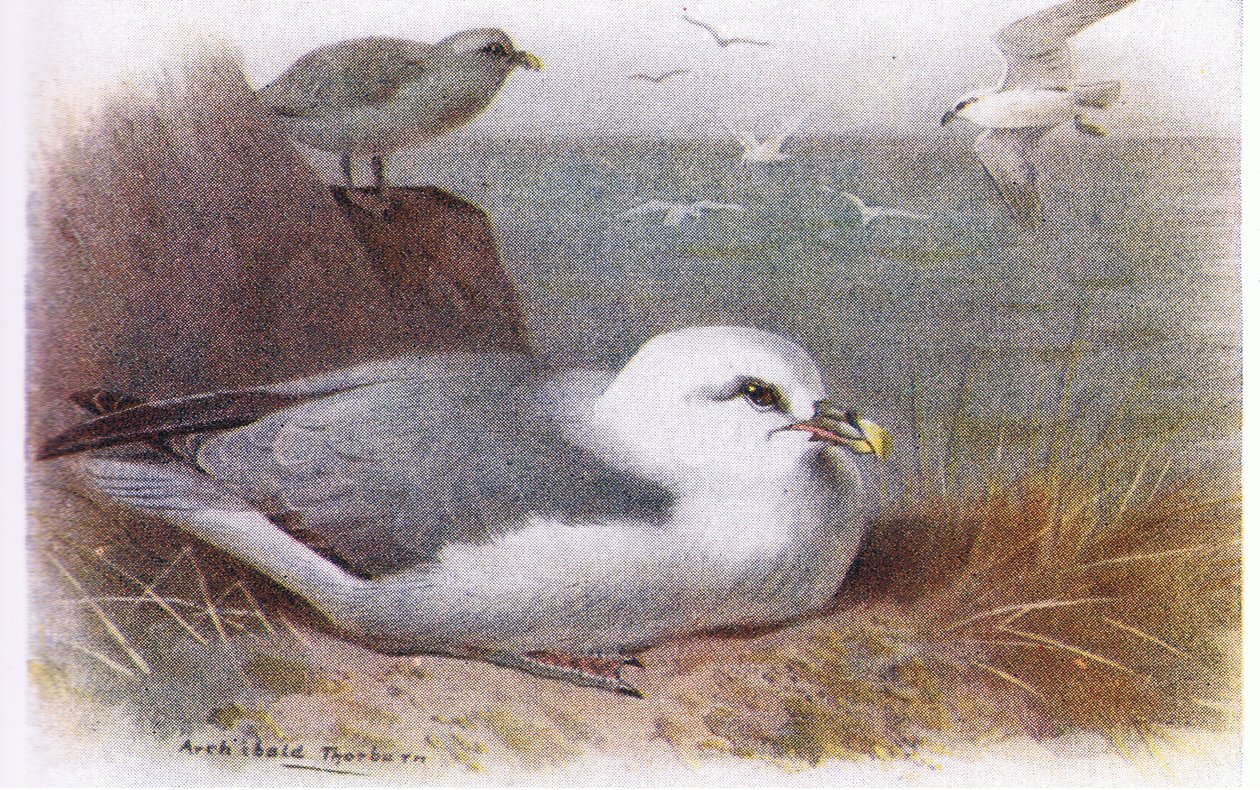 Fulmar - Archibald Thorburn