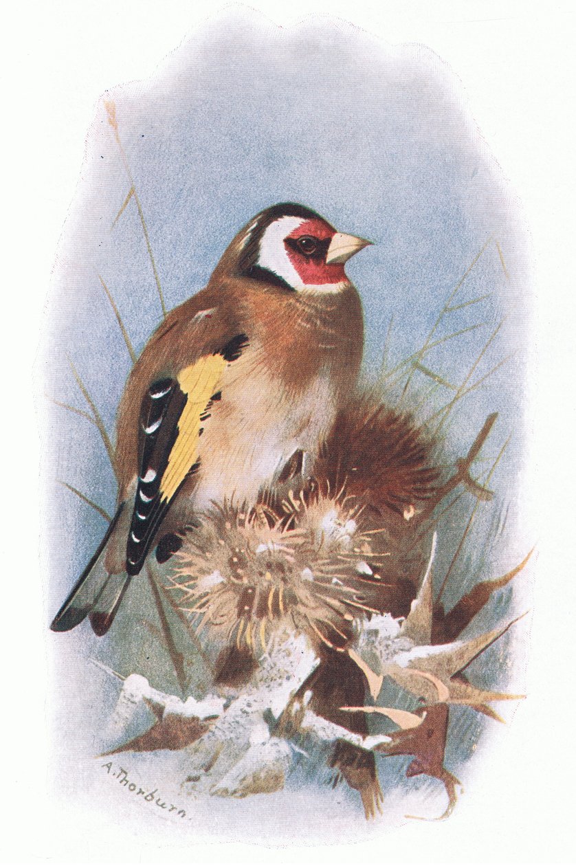 Chardonneret, de Oiseaux britanniques publié par Longmans, 1932 - Archibald Thorburn