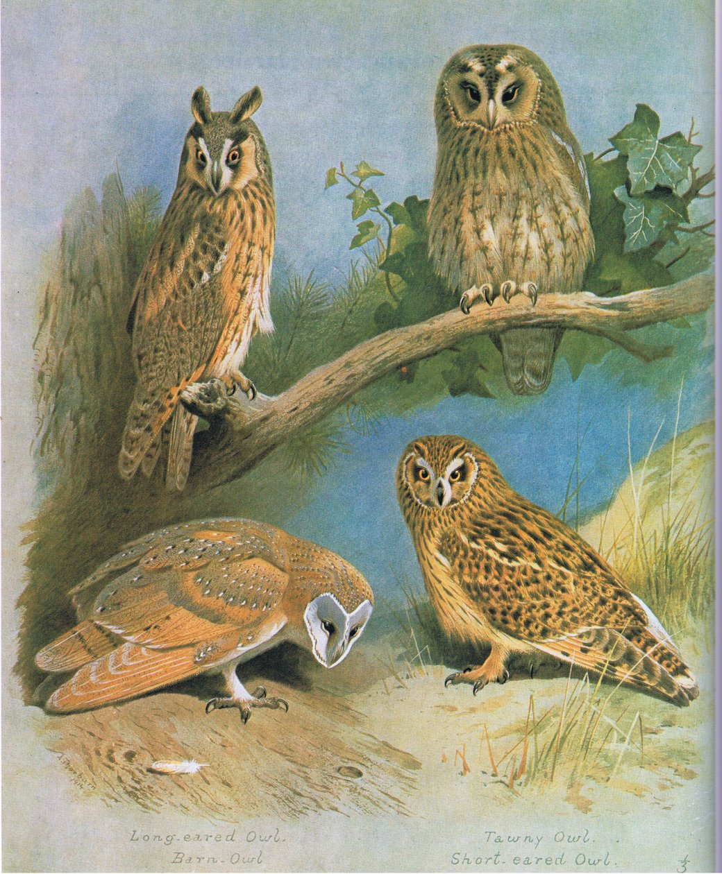 Hibou moyen-duc, Chouette effraie, Chouette hulotte, Hibou des marais, pub. par Book Club Associates, 1972 - Archibald Thorburn