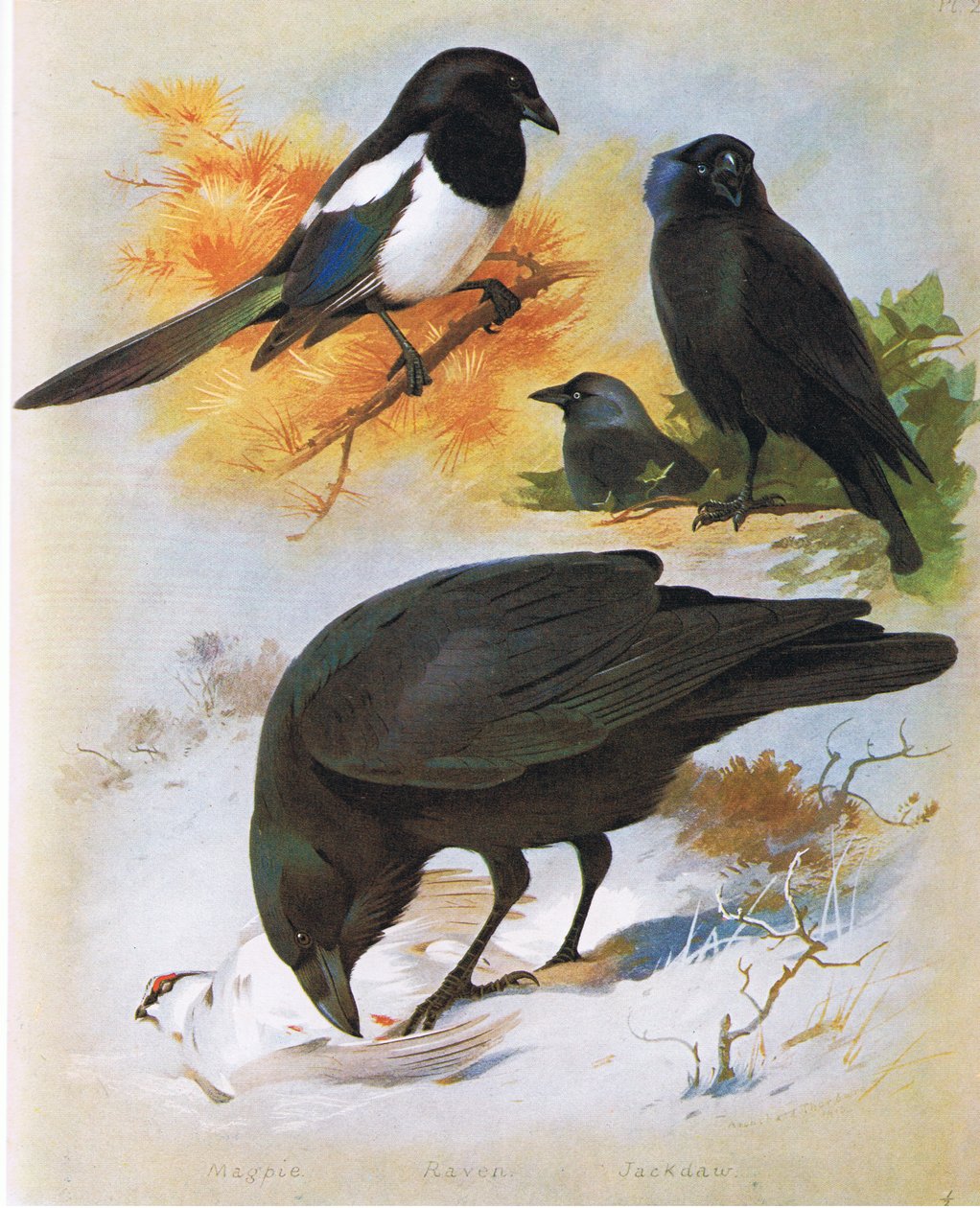 Pie, Corbeau et Choucas, publié par Book Club Associates, 1972 - Archibald Thorburn
