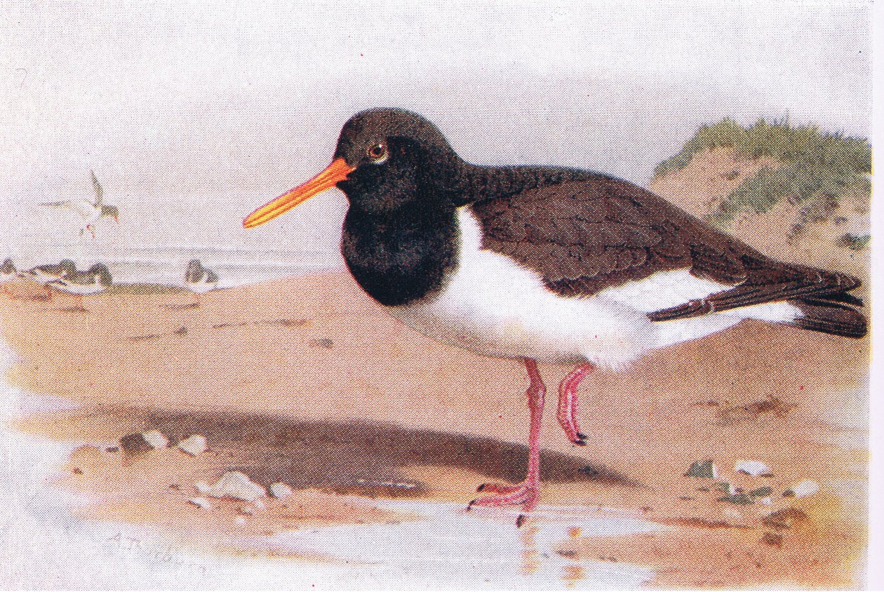 Huîtrier pie, tiré de Birds of the British Isles and Their Eggs publié par Frederick Warne & Co Ltd, 1958 - Archibald Thorburn