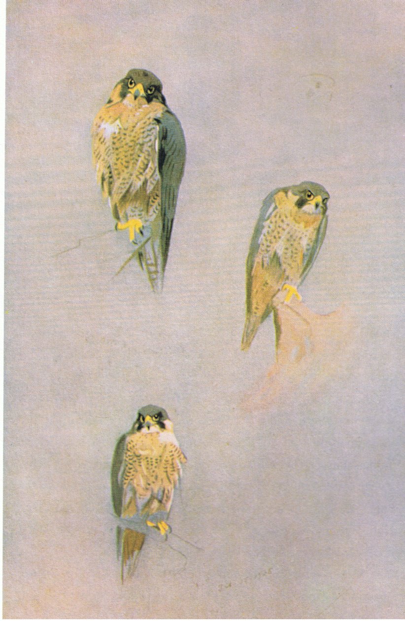 Études de Faucon pèlerin, pub. par Book Club Associates, 1972 - Archibald Thorburn