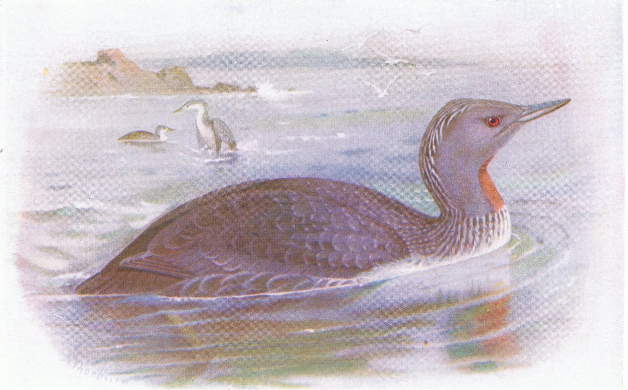 Plongeon catmarin - Archibald Thorburn
