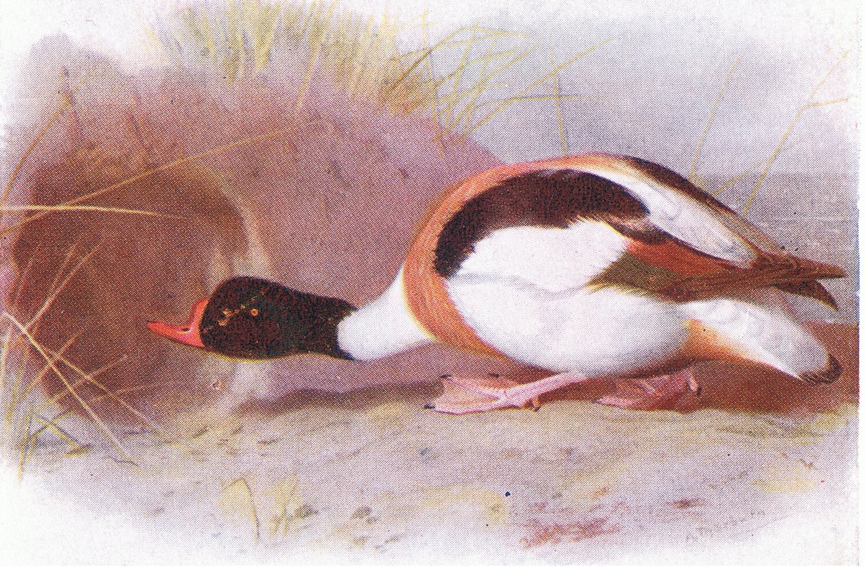 Tadorne de Belon - Archibald Thorburn