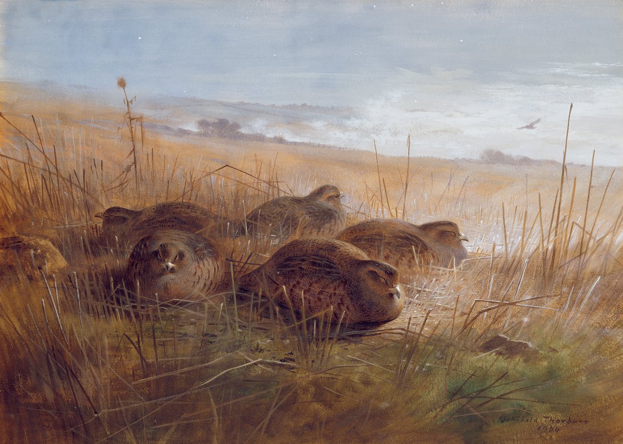 Bécassine, 1923 - Archibald Thorburn