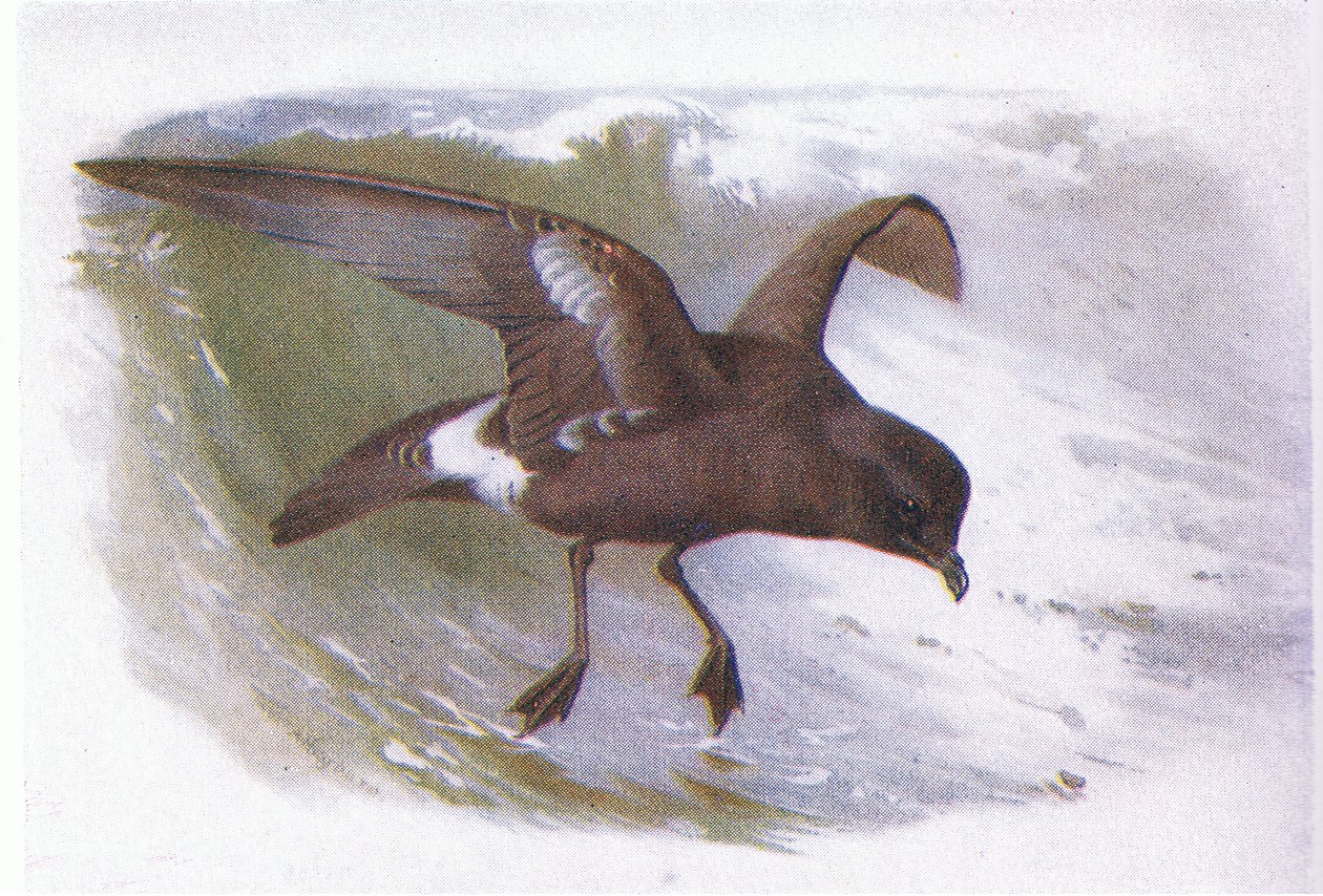 Pétrel tempête - Archibald Thorburn