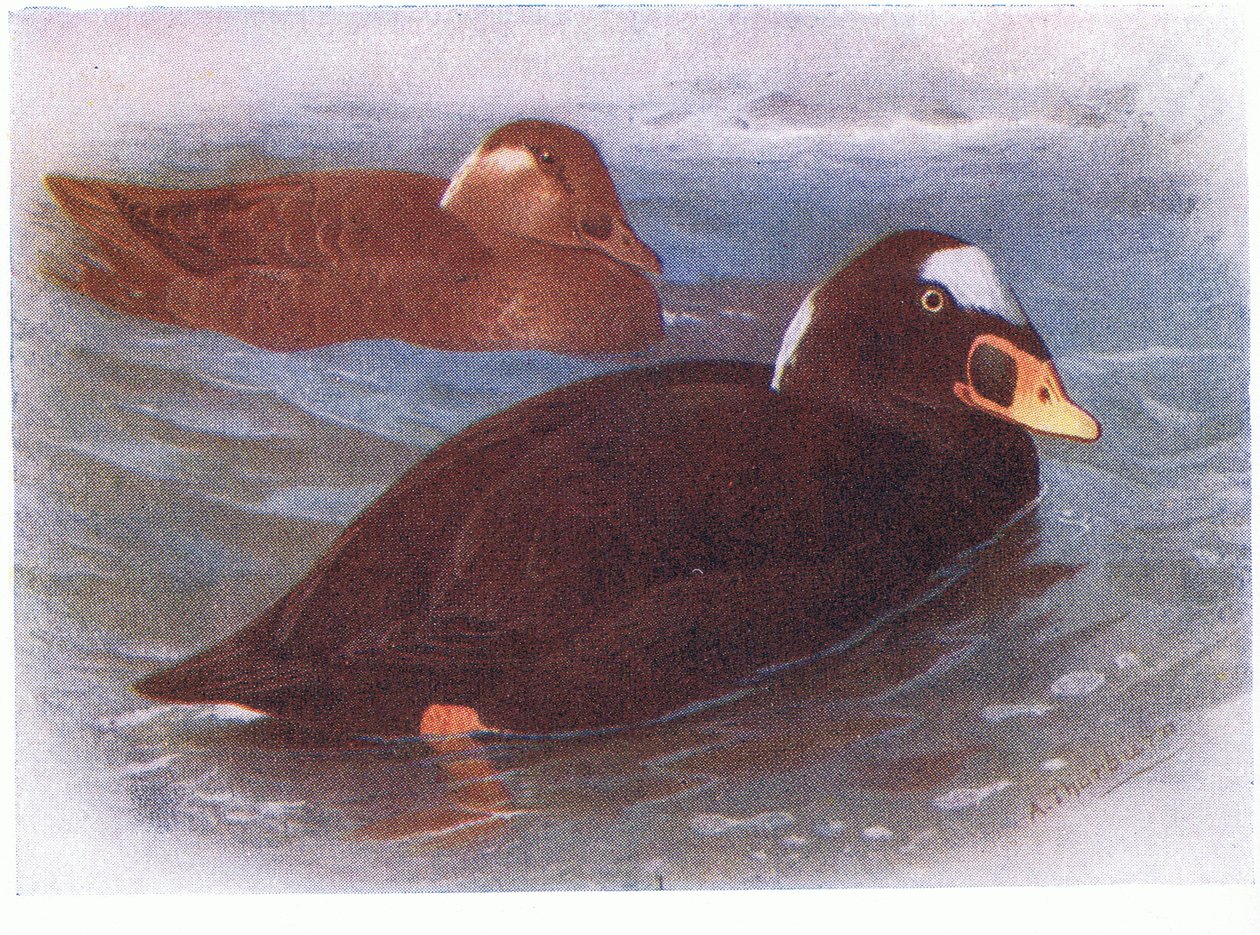 Macreuse à front blanc - Archibald Thorburn
