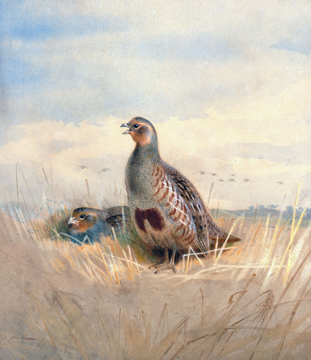 Deux perdrix anglaises, 1903 - Archibald Thorburn