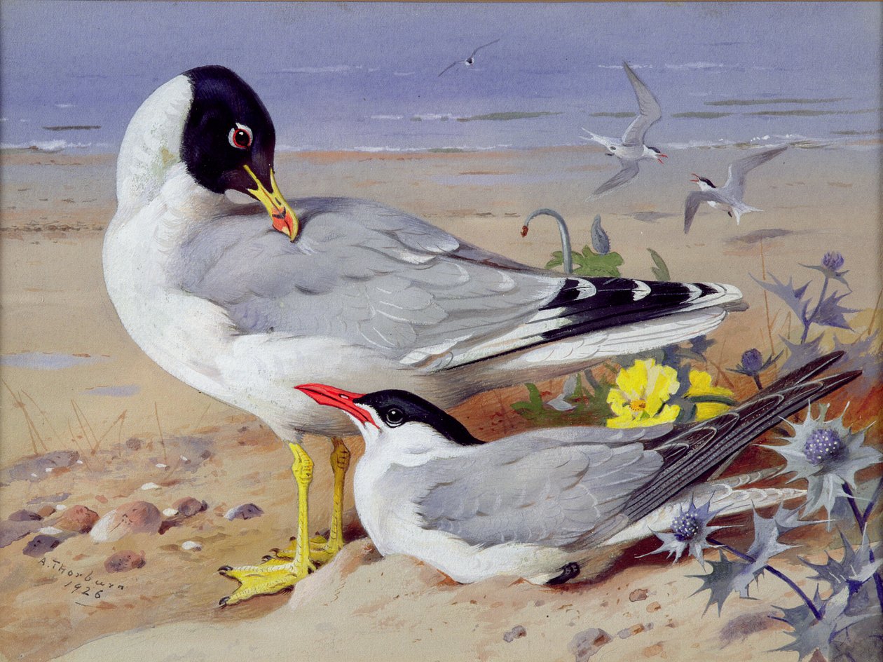 Mouettes rieuses - Archibald Thornburn