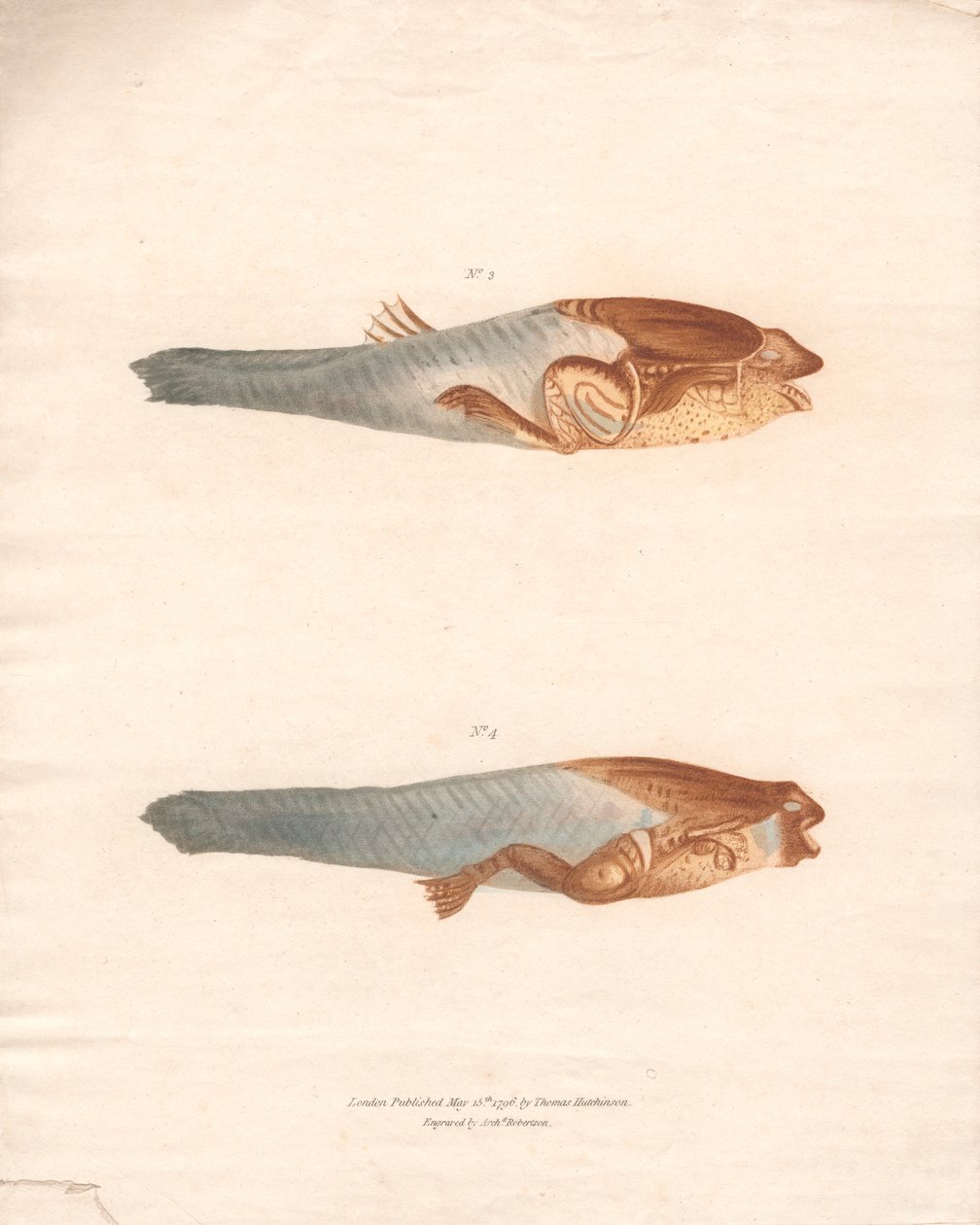 N° 3 et 4 dans les 8 étapes de croissance de la grenouille du Surinam - Archibald Robertson