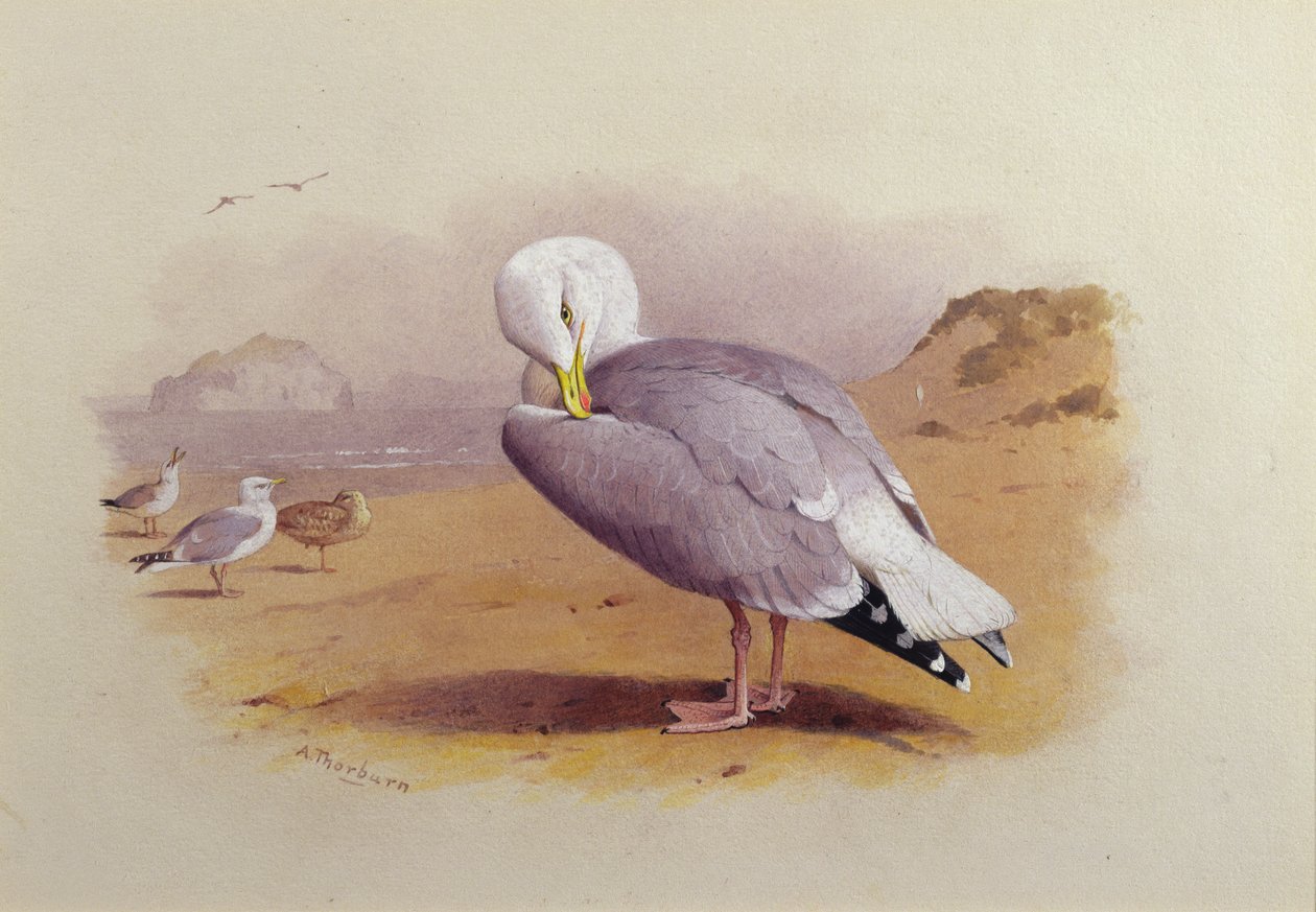 Un Goéland argenté sur une plage avec le Bass Rock au loin - Archibald Thorburn