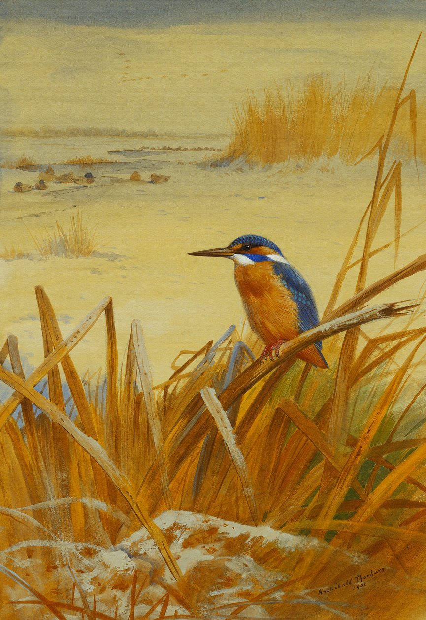 Un martin-pêcheur parmi les roseaux en hiver - Archibald Thorburn