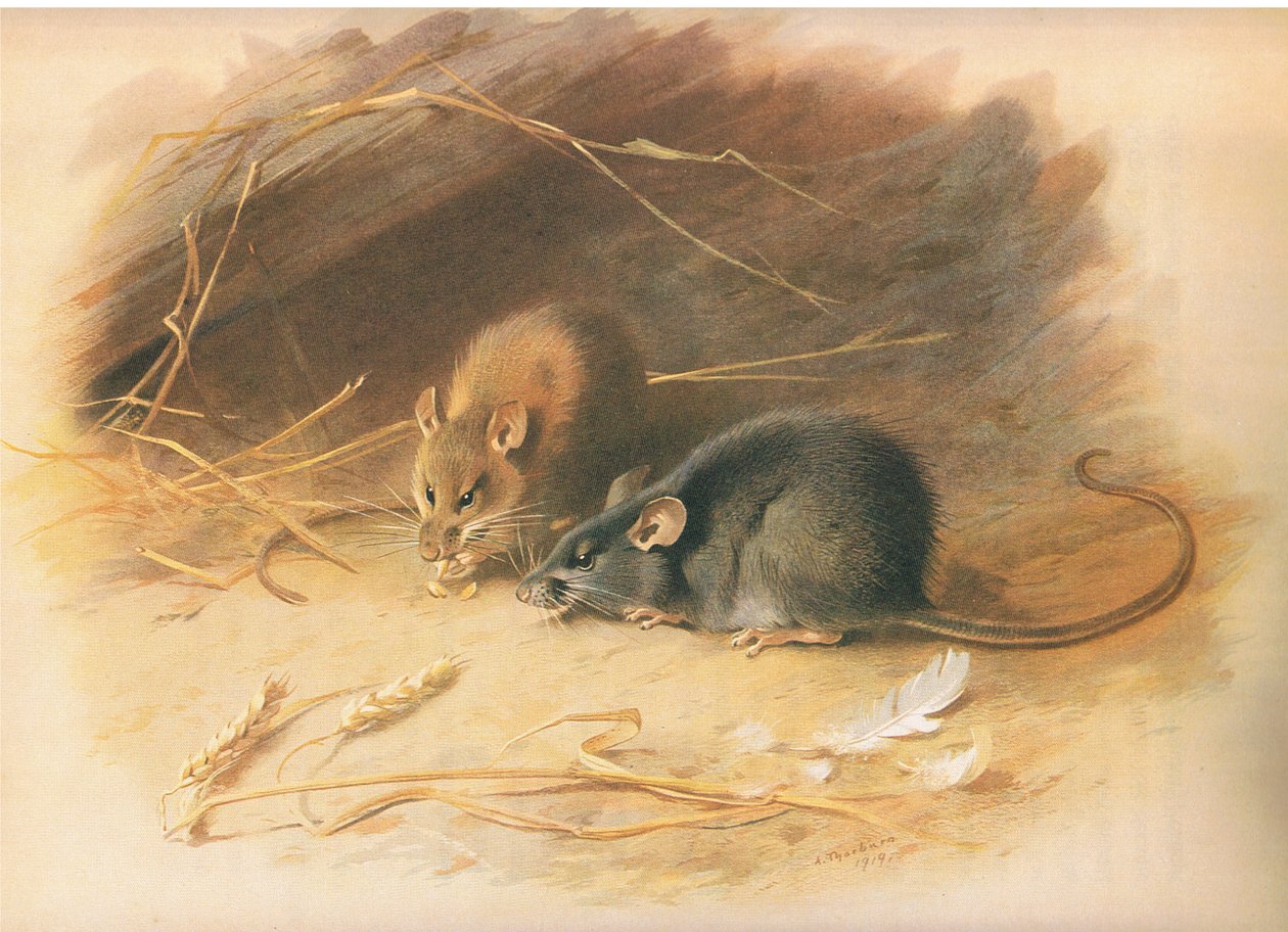 Rat alexandrin et rat noir, de Mammifères de Thorburn publié par Longmans et Co, vers 1920 - Archibald Thorburn