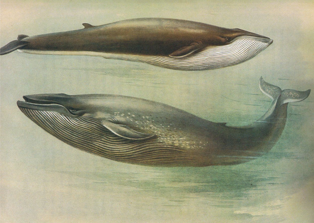 Rorqual commun, rorqual de Sibbald ou baleine bleue, de Mammifères de Thorburn publié par Longmans et Co, vers 1920 - Archibald Thorburn