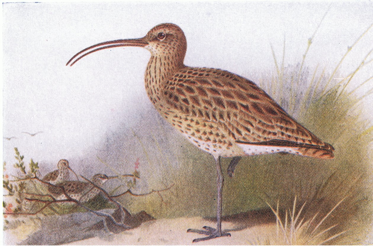 Courlis cendré, de Birds of the British Isles and Their Eggs publié par Frederick Warne & Co Ltd, 1958 - Archibald Thorburn